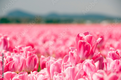 Vast Field of Pink Tulips photo