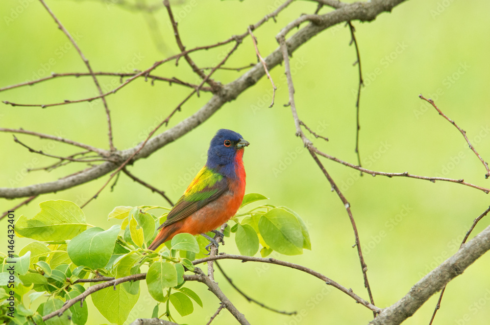 Male Painted Bunting with his amazingly colored plumage, perched in a Persimmon tree in spring