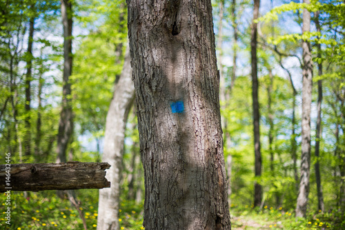 The tree marked with a blue square