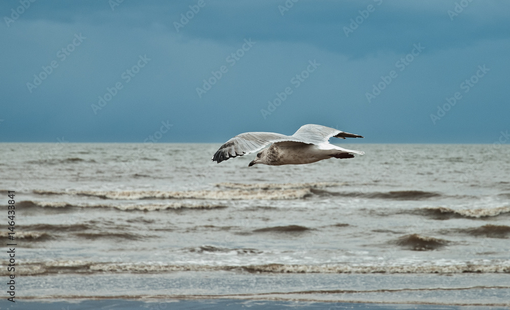 Flying seagull on the beach of Blackpool, view to wet beach and sea