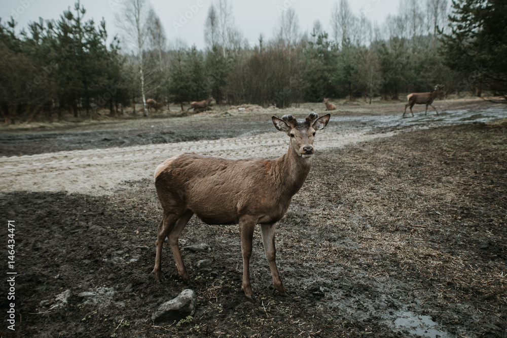 Fototapeta premium Deer & moose