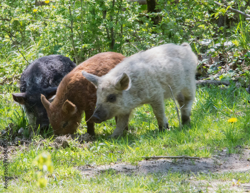 Hungarian mangalica pigs eating in the grass photo