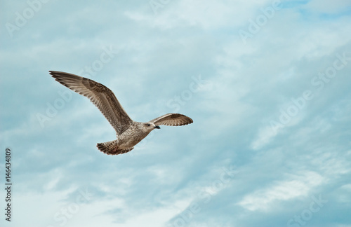 Flying seagull on the beach of Blackpool, view to wet beach and sea