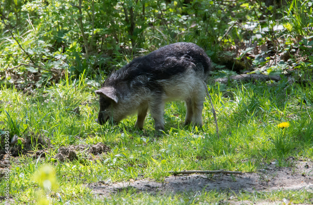 Hairy pig (Mangalitsa) digging the dirt in search of food Hairy pig (Mangalitsa) digging the dirt in search of food