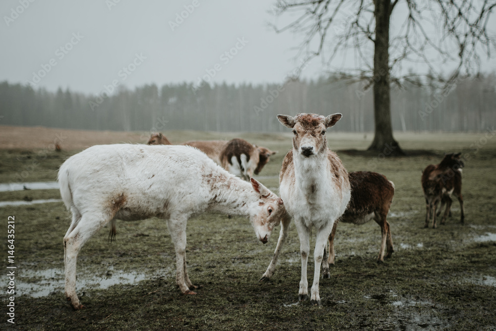 Obraz premium Deer & moose