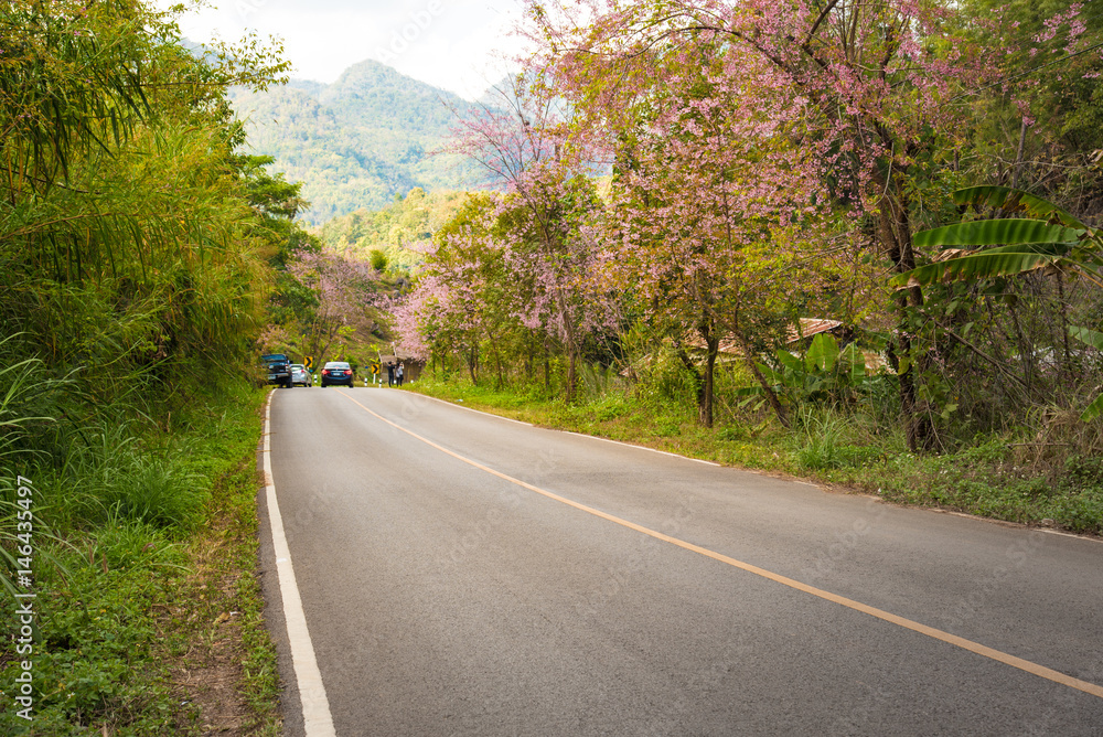 Obraz premium sakura flower on side road