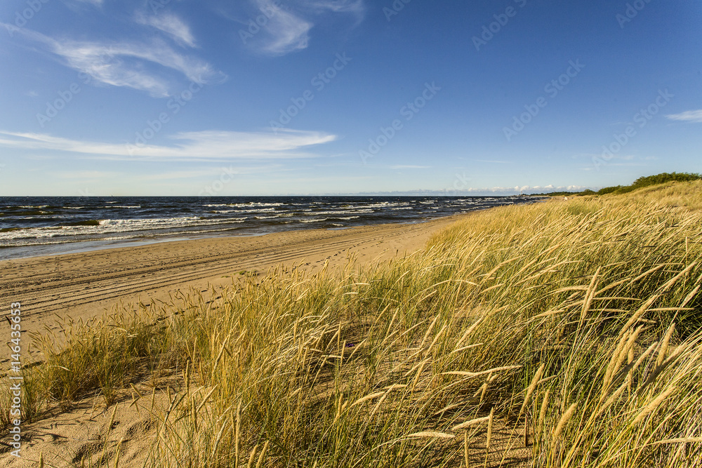 Latvia. It is an autumn. Cane growing on a dune. The Sun's rays pass through the sedges growing on dunes, creating a whimsical play of light.