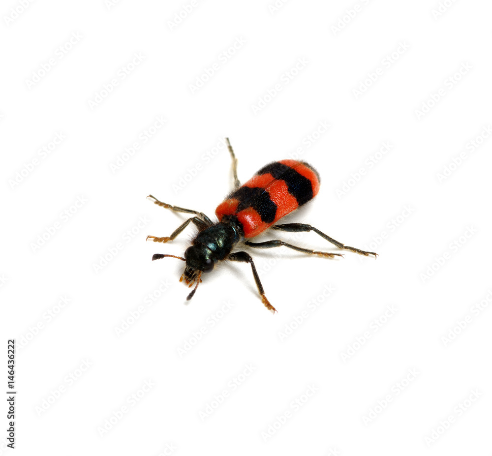 red beetle on a white red beetle on a white