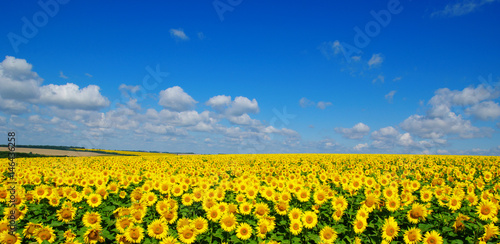 Fototapeta Naklejka Na Ścianę i Meble -  field of blooming sunflowers