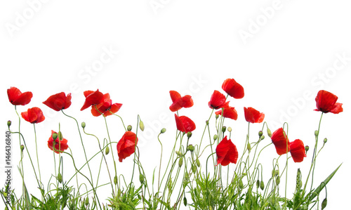 red poppies on white © Alekss