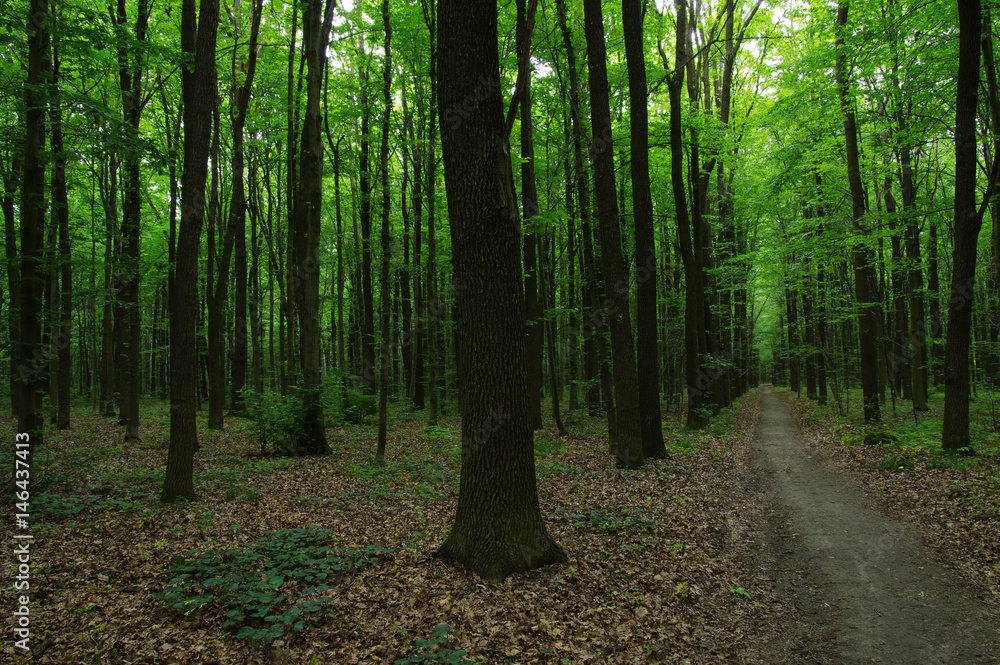Trees in green forest Trees in green forest