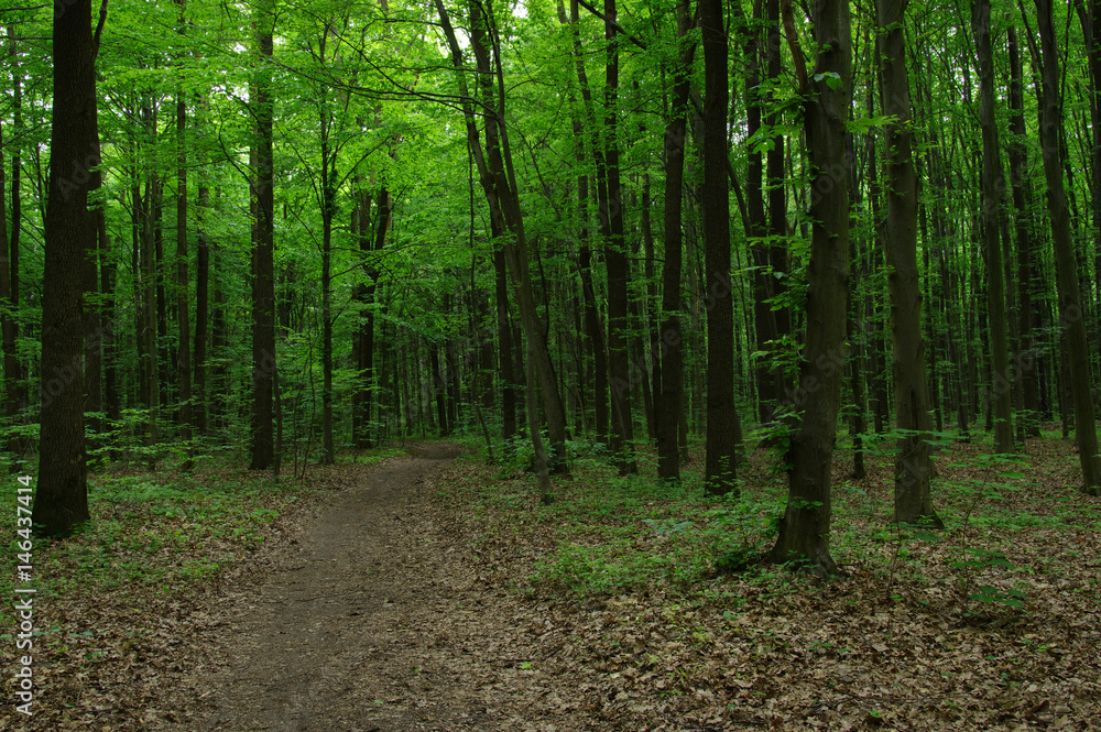 Fototapeta premium Trees in green forest