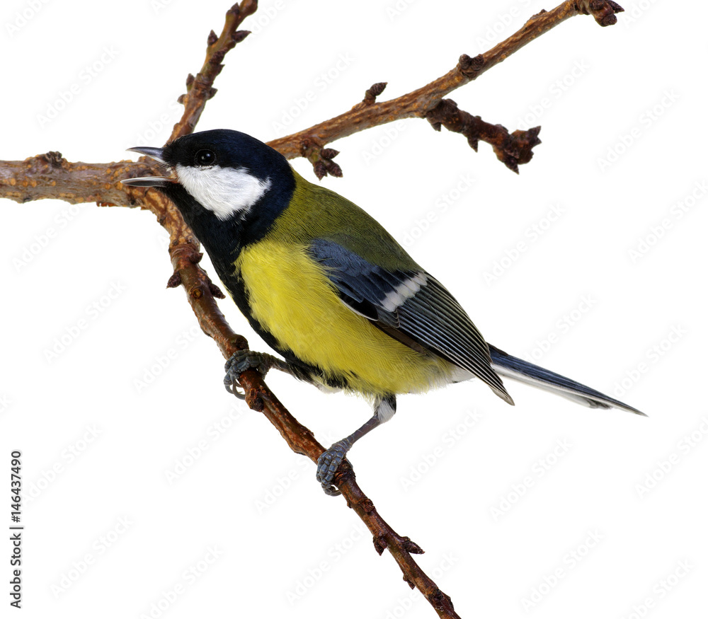 Fototapeta premium great tit on a branch