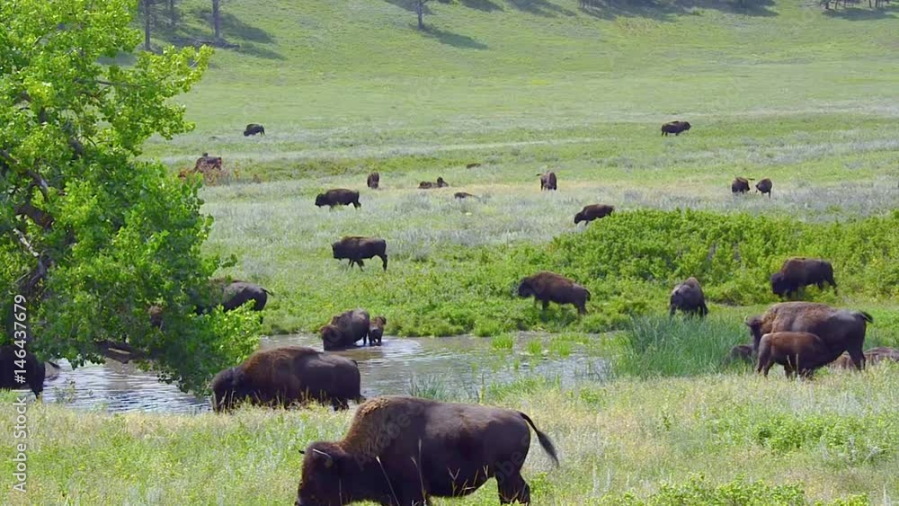 American Bison in a field grazing at Custer state Park, South Dakota. Camera pan right, handheld. American Bison in a field grazing at Custer state Park, South Dakota. Camera pan right, handheld.