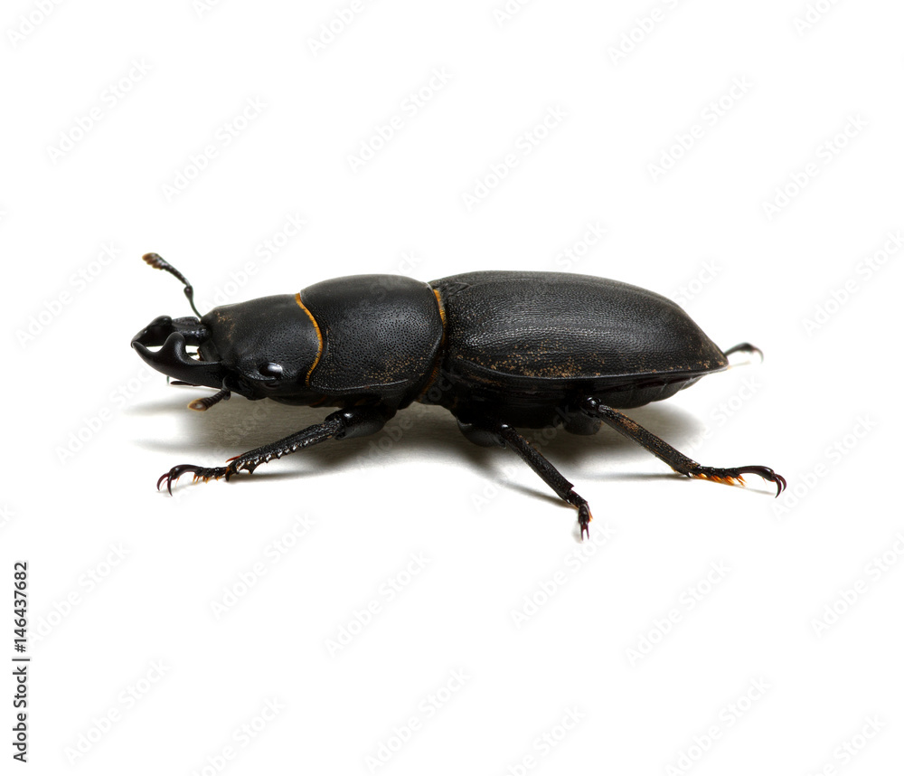 black beetle on white