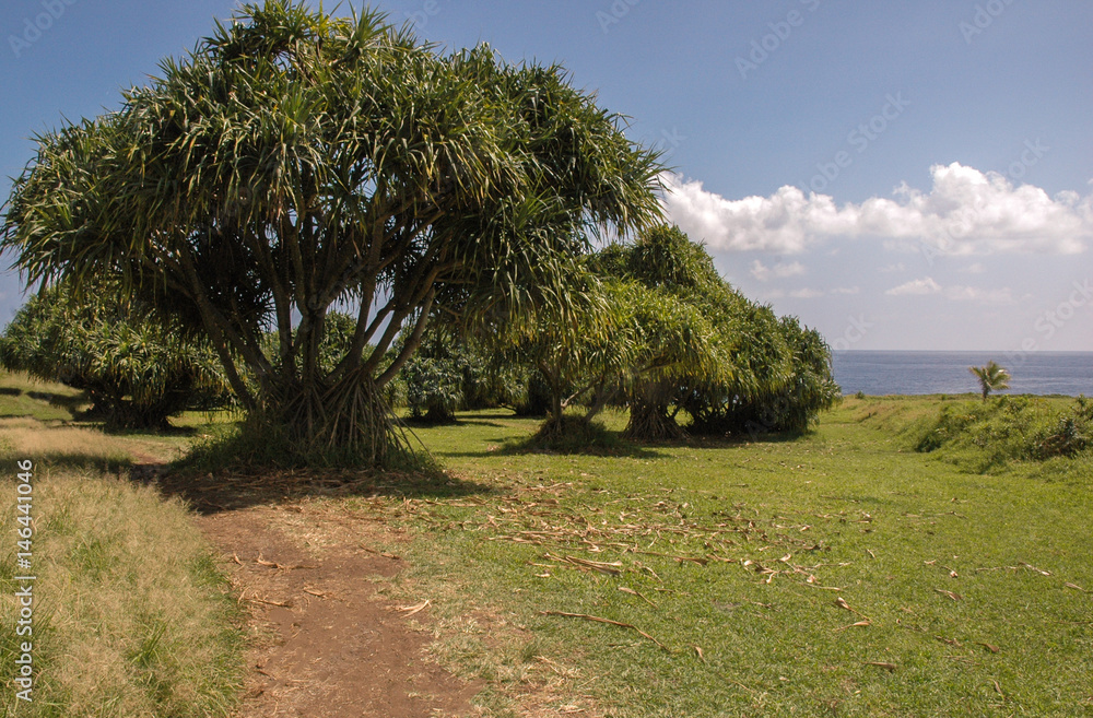 Fototapeta premium landscape Hawaii tree 