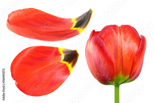Fototapeta Naklejka Na Ścianę i Meble -  Red tulip flower and petals closeup isolated on white background