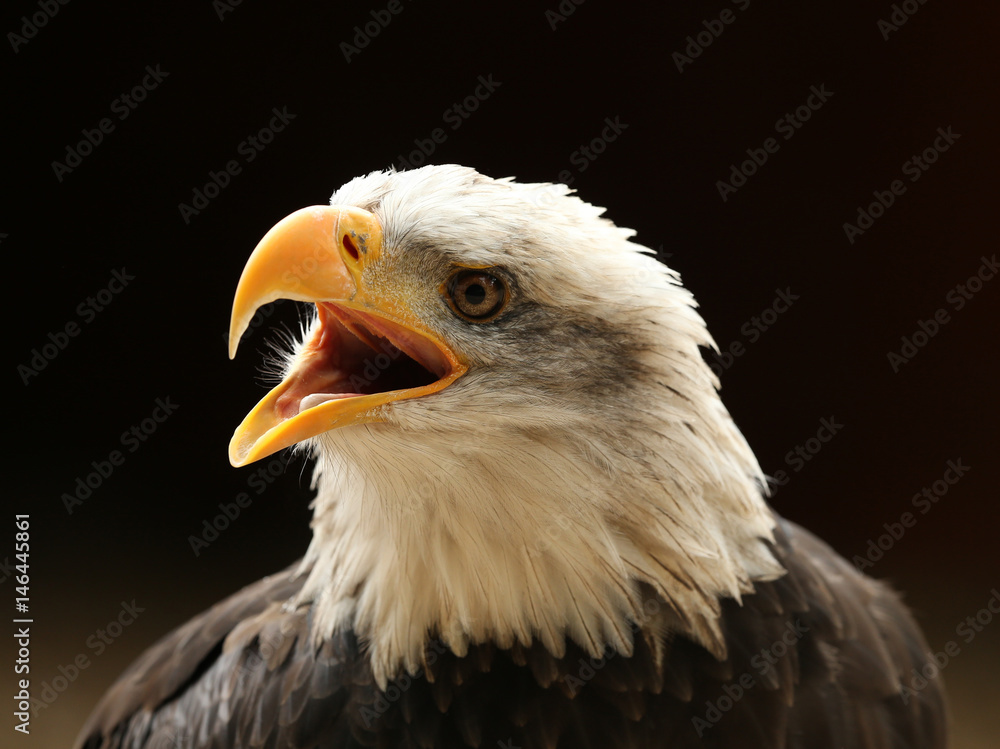 Fototapeta premium Close up of a Bald Eagle calling
