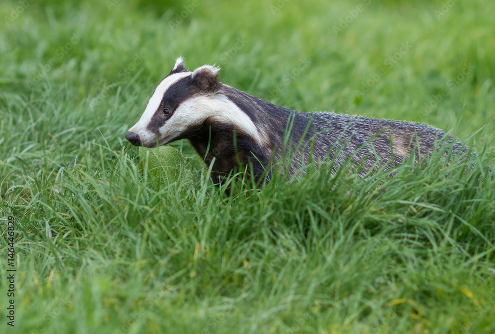 Obraz premium European Badger