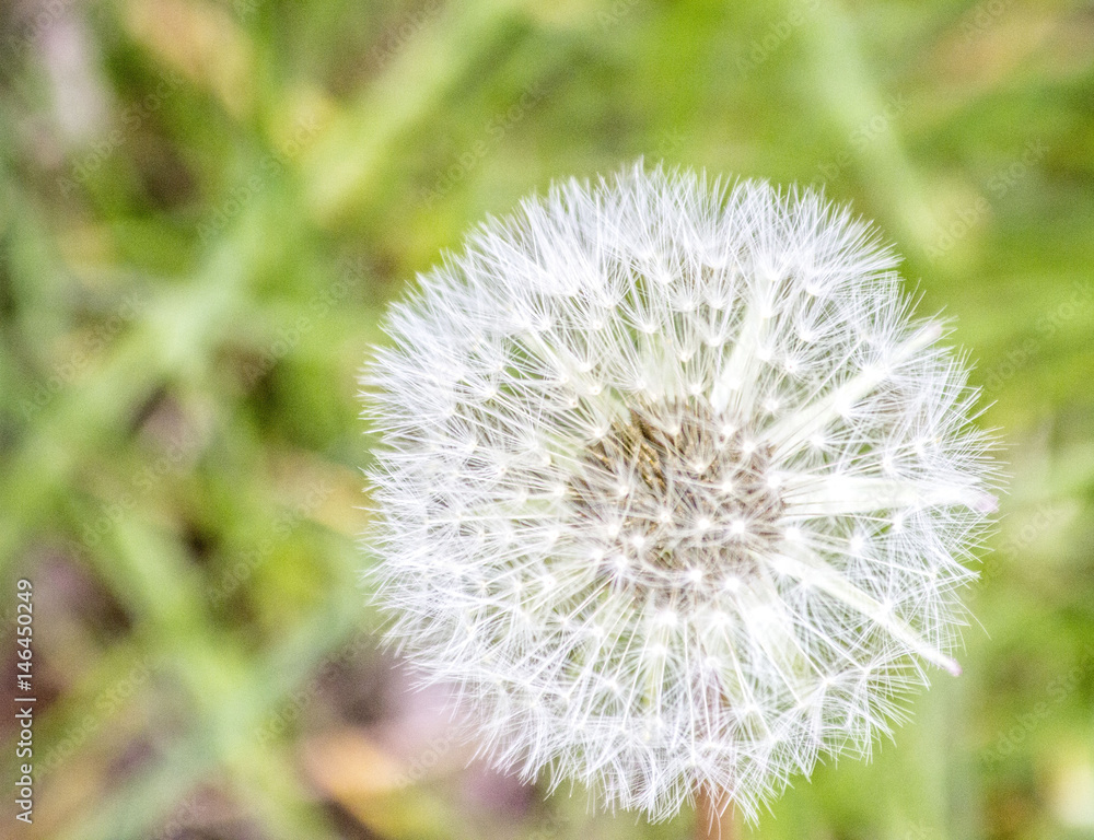 Fototapeta premium Dandelion
