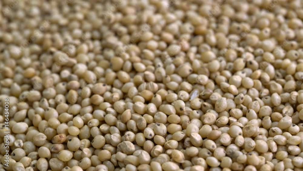 Gluten free sorghum grain macro, turning background Gluten free sorghum grain macro, turning background
