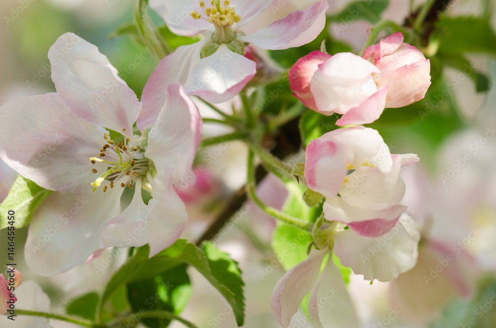 Branch of blossoming apple-tree, close-up Branch of blossoming apple-tree, close-up