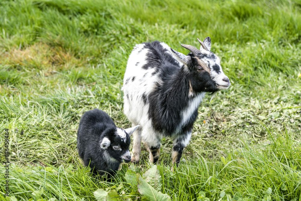 Goat mother with her young black kid Goat mother with her young black kid