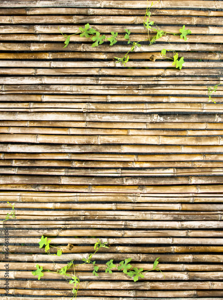 bamboo wall bamboo wall