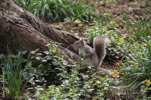 Cute squirrel in New York Central Park