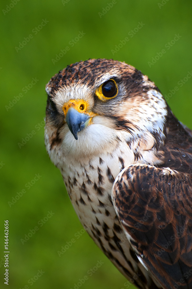 falcon falcon
