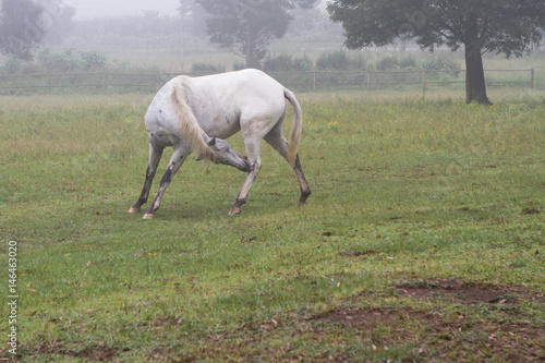 itching horse in mist