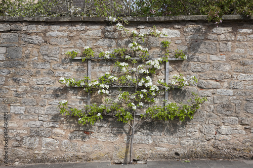 Spalierobstbaum an einer Mauer in Rothenburg