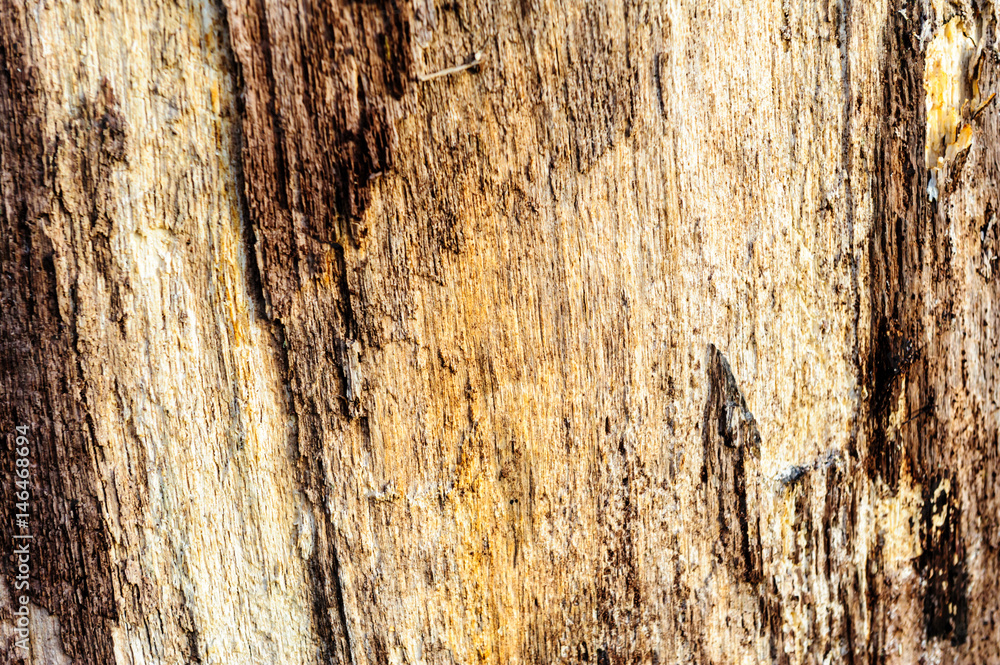 Obraz premium Wood texture background Close-up of old dead wood that is stained and pitted with a rough textured surface.