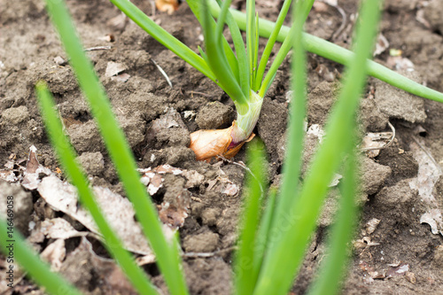 Onion bed growing on black ground garden bed in spring season organic home garden in countryside