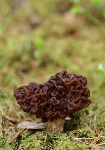Gyromitra esculenta mushroom, fatal when eaten raw but delicacy when prepared properly.