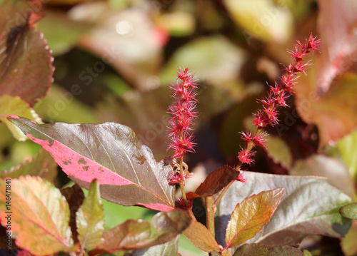 Closed up blooming vibrant red Acalypha wilkesiana flowers in the sunlight, Thailand  photo