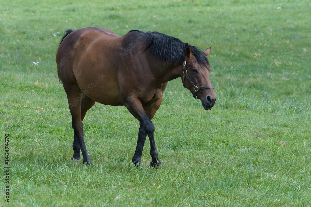 Kentucky Thoroughbred Horse in Bluegrass Field Kentucky Thoroughbred Horse in Bluegrass Field