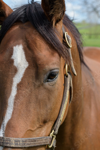 Kentucky Thoroughbred Horse in Bluegrass Field