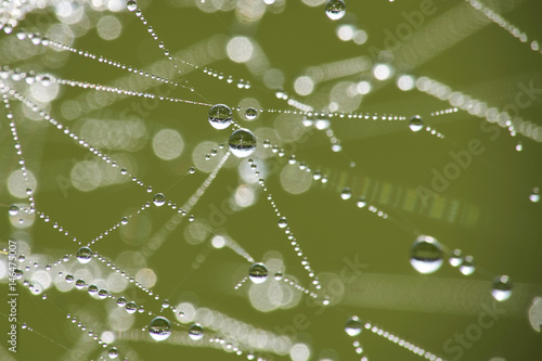 Spinnennetz im Morgentau mit Wassertropfen