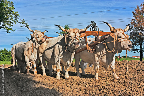 Fotografie Oxen that pull the plow in the countryside of Emilia Romagna, Italy