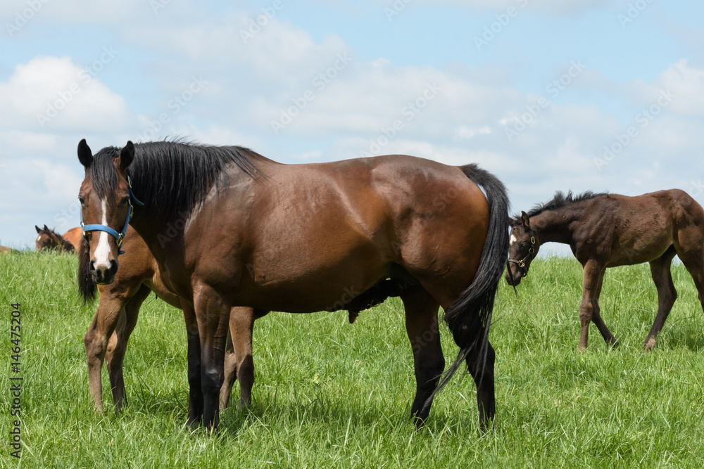 Kentucky Thoroughbred Horse in Bluegrass Field Kentucky Thoroughbred Horse in Bluegrass Field
