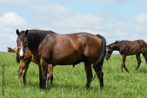Kentucky Thoroughbred Horse in Bluegrass Field © Gary