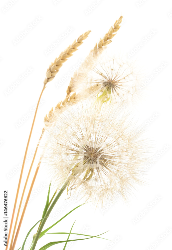 Yellow dandelions and ears.