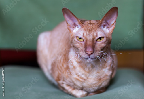 Fotografie Gold eyed Peterbald cat looking at the camera.