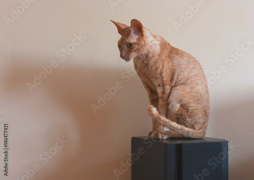 Sitting Gold eyed Peterbald cat . photo