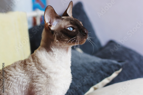 Blue eyed Peterbald cat.