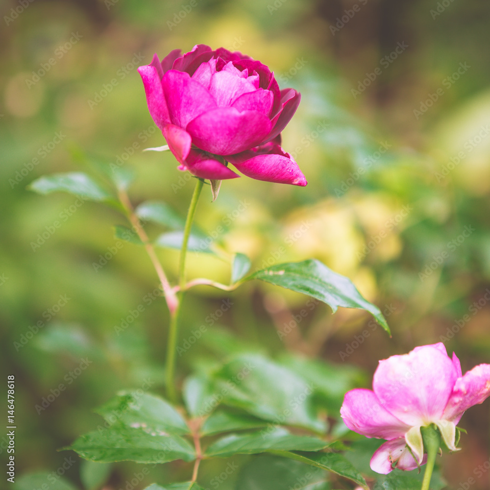 Red roses