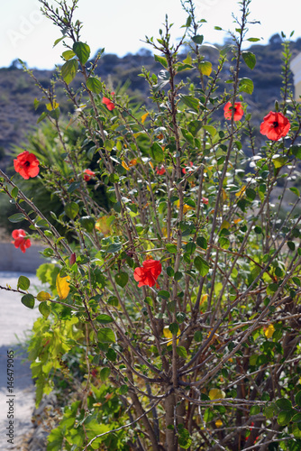 blommor, klippor, landsbygd, karpathos, grekland, eu, europa, land, medelhavet photo