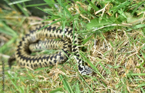 Adder snake Surrey England UK