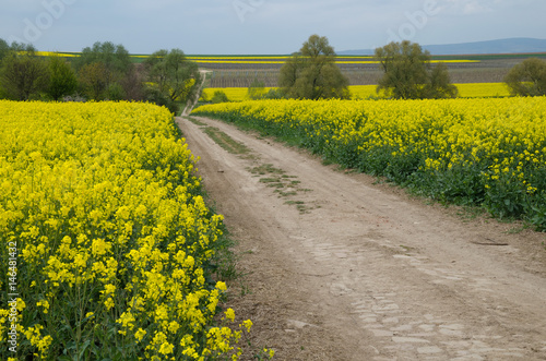 landschaft mit rapsfeldern